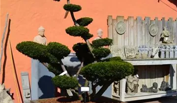 Zum Vergrößern klicken Bildvorschau