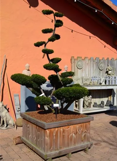 Formgehölze Raritäten Formgehölze Raritäten