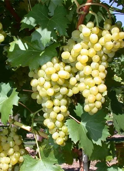 Weintraube gelb Weintraube gelb