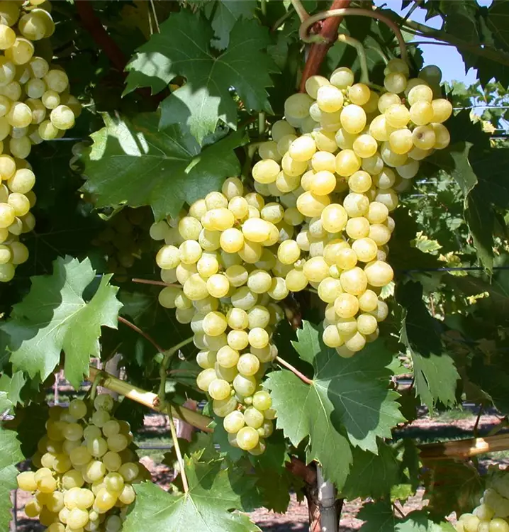 Vitis 'Lakemont'