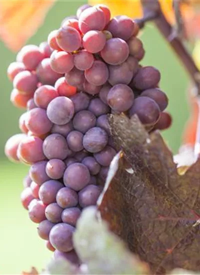 Weintraube rosarot Weintraube rosarot