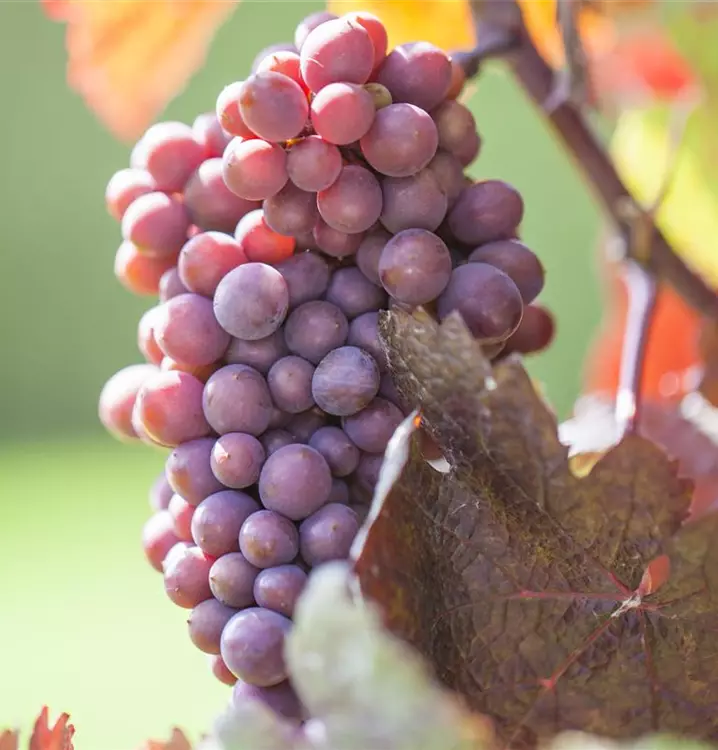 Vitis 'Vanessa'
