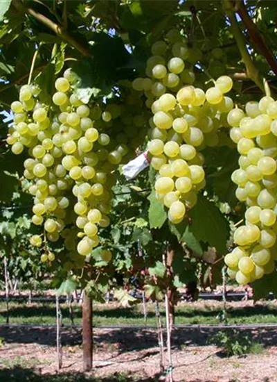 Weintraube gelb-kernarm Weintraube gelb-kernarm