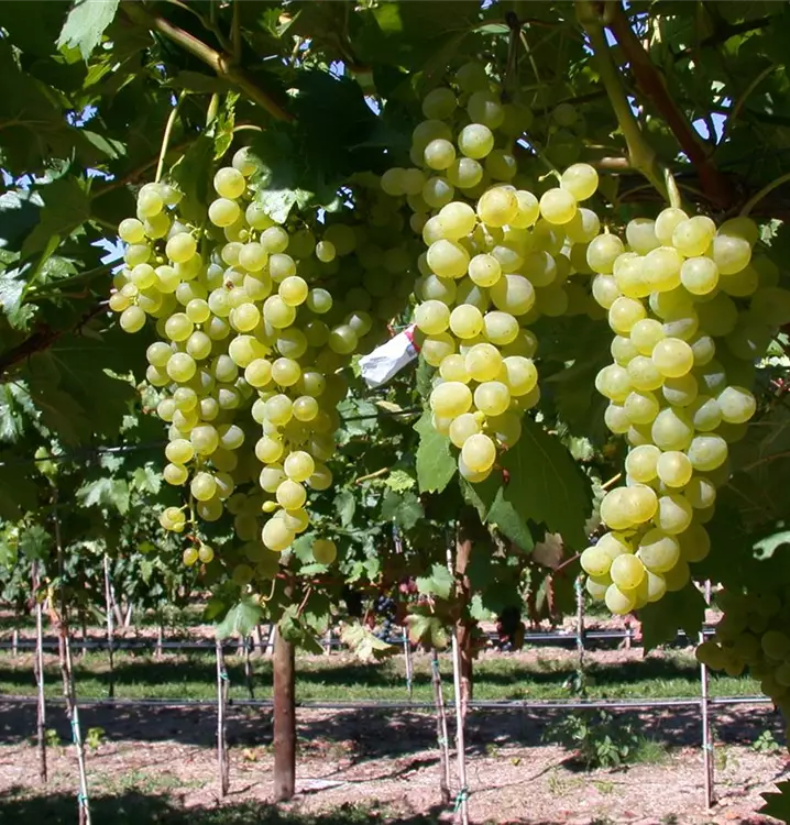 Vitis 'Arkadia'