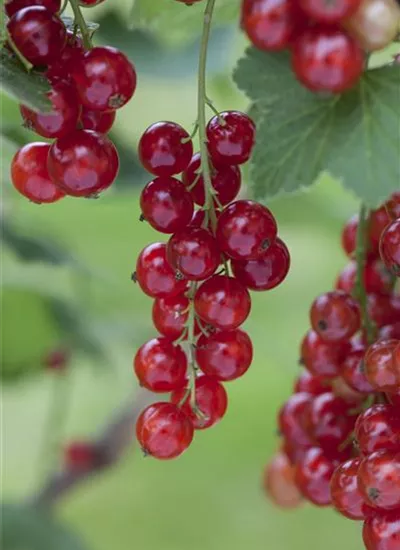 Rote Johannisbeere 'Rolan' Rote Johannisbeere 'Rolan'