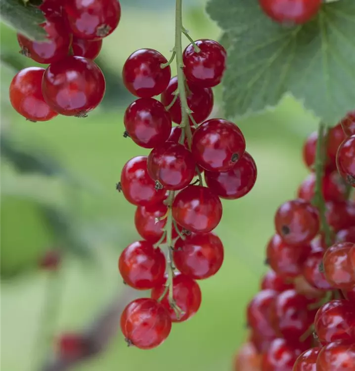 Ribes rubrum 'Rolan' 
