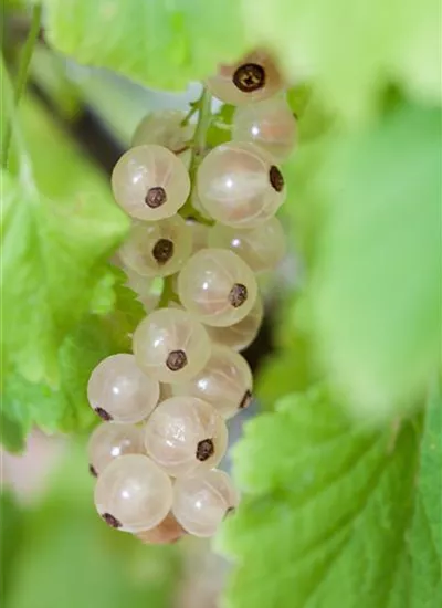 Weiße Johannisbeere 'Weiße Versailler' Weiße Johannisbeere 'Weiße Versailler'