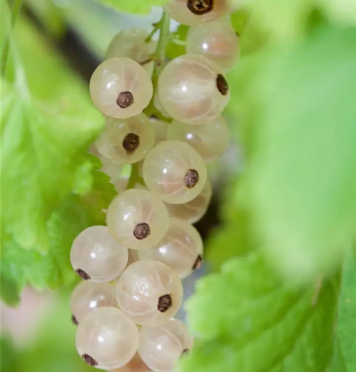Ribes sativa 'Weiße Versailler'