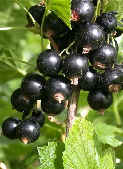 Jostabeere Jostabeere