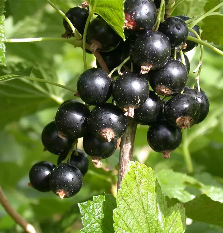 Ribes nigrum 'Titania'