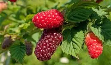 Zum Vergrößern klicken Bildvorschau