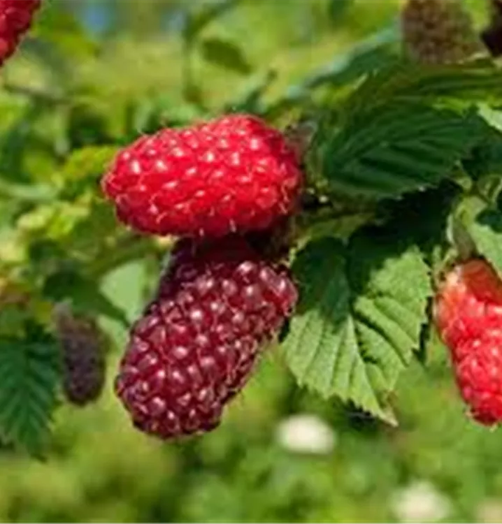 Rubus 'Buckingham Tayberry' Rubus 'Buckingham Tayberry'