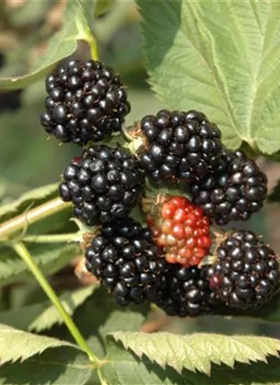 Stachellose Brombeere Stachellose Brombeere