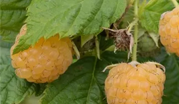 Zum Vergrößern klicken Bildvorschau