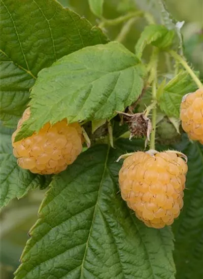 Gelbe Himbeere 'Golden Everest' Gelbe Himbeere 'Golden Everest'