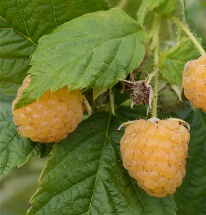 Rubus id.'Golden Everest'  Rubus id.'Golden Everest'