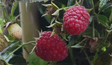 Zum Vergrößern klicken Bildvorschau