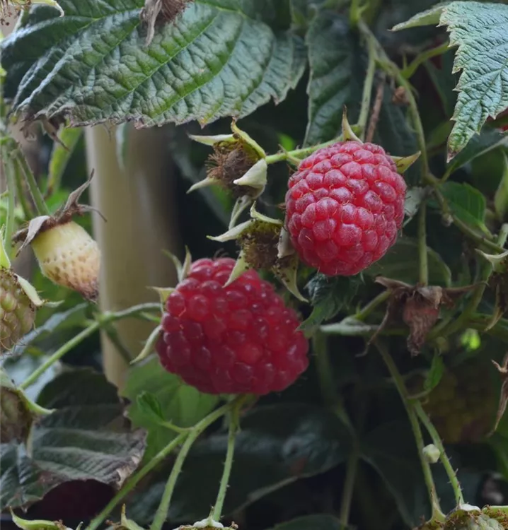 Rubus id.'Himbo-Top' (R) Rubus id.'Himbo-Top' (R)