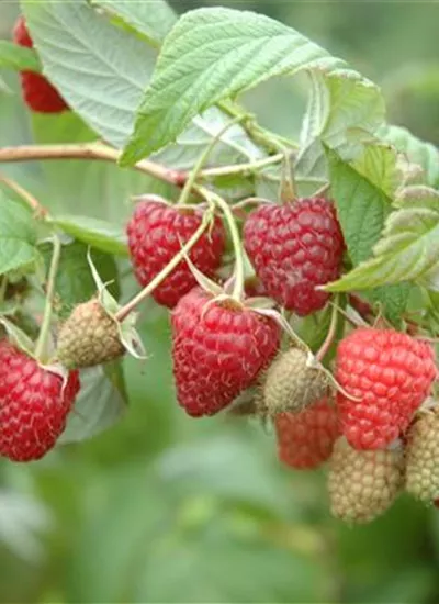 Herbst-Himbeere Herbst-Himbeere