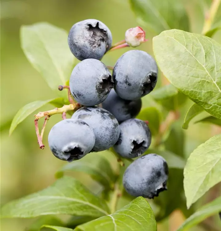 Vaccinium corymbosum in Sorten