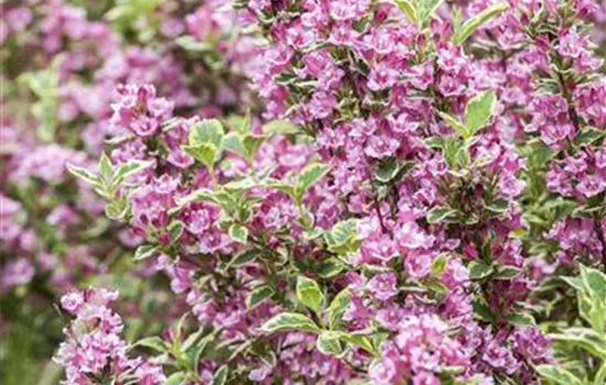 Zaun mal anders: Blütensträucher als Sichtschutz Zaun mal anders: Blütensträucher als Sichtschutz