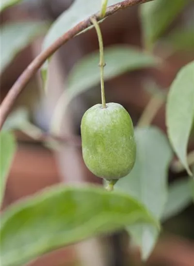 Trauben-Kiwi Trauben-Kiwi