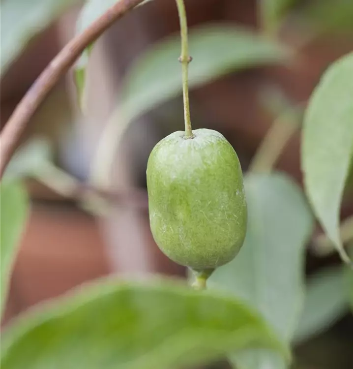 Actinidia arguta 'Fresh Jumbo'