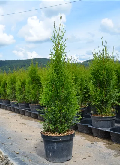 Lebensbaum 'Smaragd'  Lebensbaum 'Smaragd'