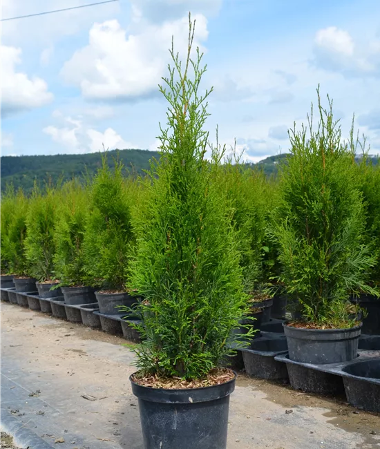 Lebensbaum 'Smaragd'  Lebensbaum 'Smaragd'