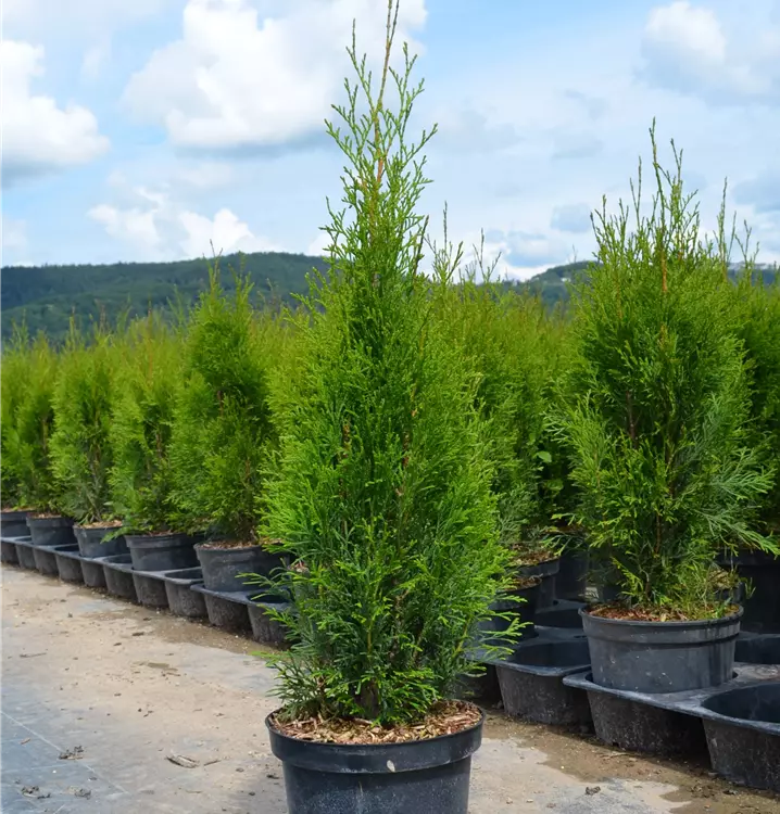 Thuja occ. 'Smaragd'
