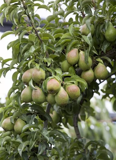 Birne verschiedene Sorten Birne verschiedene Sorten