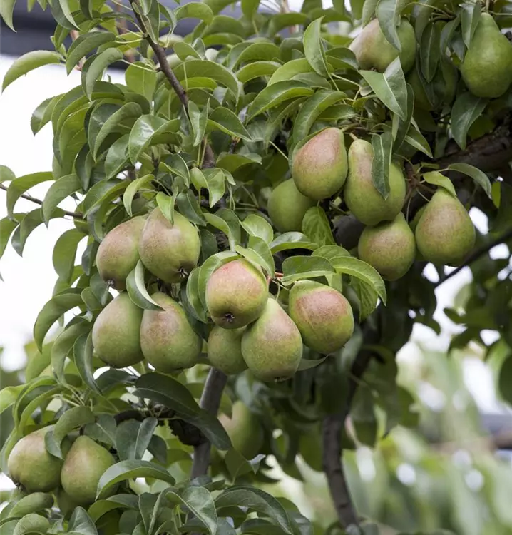 Pyrus communis
