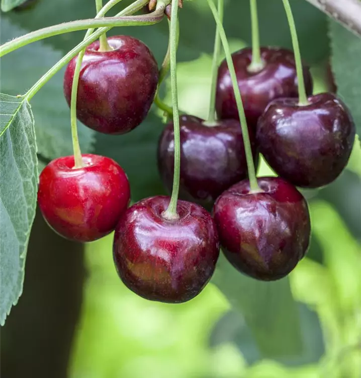 Prunus avium