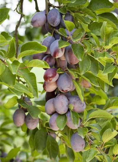 Zwetsche verschiedene Sorten Zwetsche verschiedene Sorten
