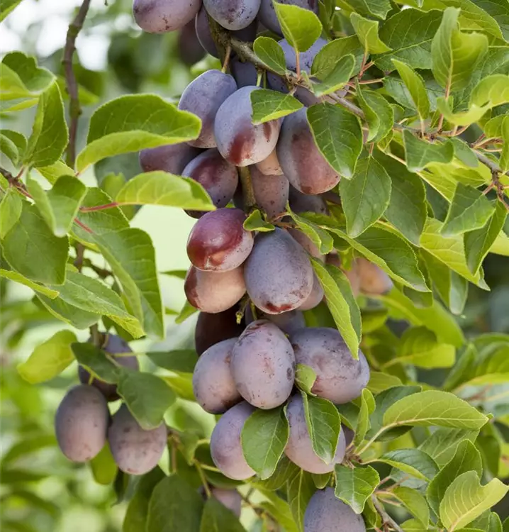 Prunus domestica