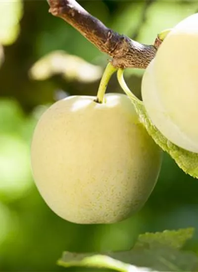 Mirabelle 'Von Nancy' Mirabelle 'Von Nancy'