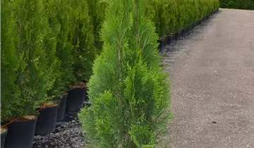 Bildvorschau