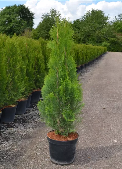 Lebensbaum 'Smaragd' Lebensbaum 'Smaragd'