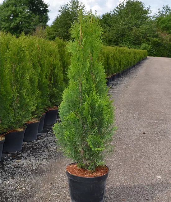 Lebensbaum 'Smaragd' Lebensbaum 'Smaragd'