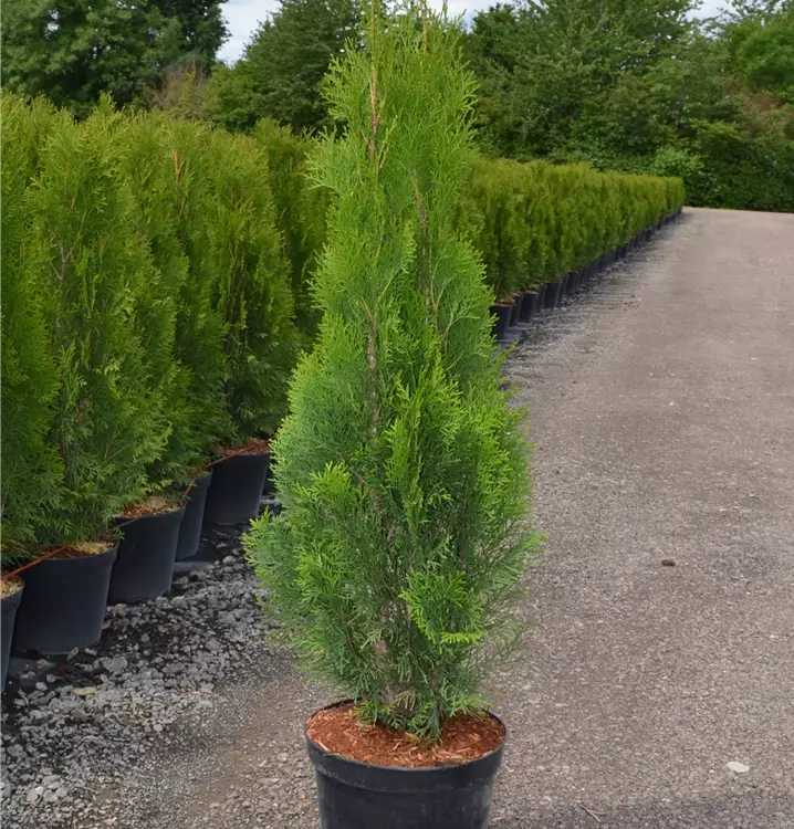 Thuja occ. 'Smaragd'