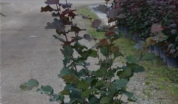 Zum Vergrößern klicken Bildvorschau