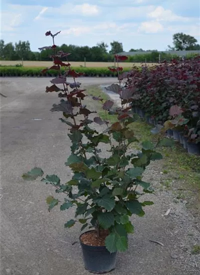 Rotblättrige Haselnuss Rotblättrige Haselnuss