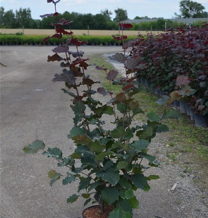 Corylus avellana 'Rotblättrige Zellernuss' Corylus avellana 'Rotblättrige Zellernuss'