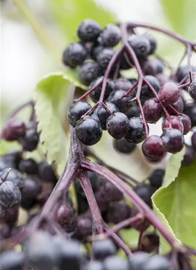 Schwarzer Holunder Schwarzer Holunder