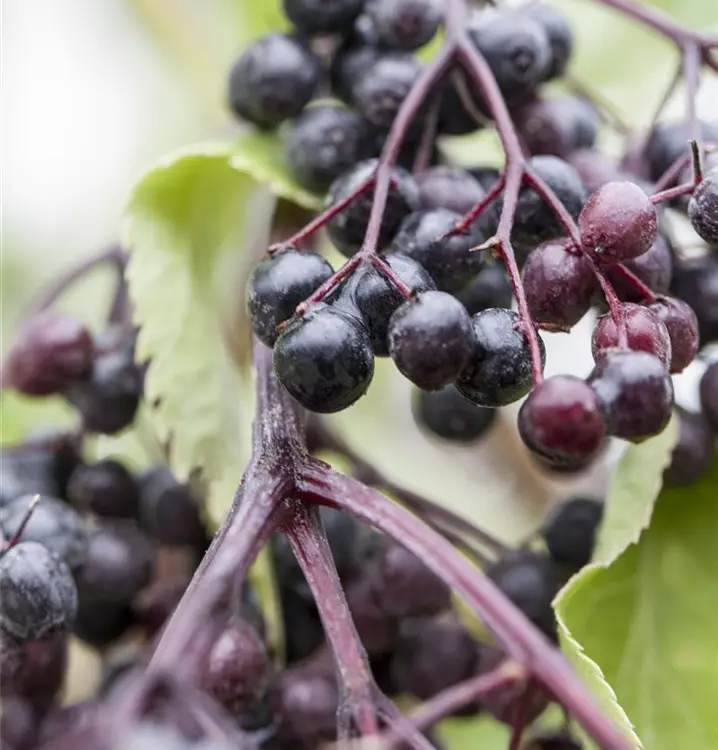 Sambucus nigra