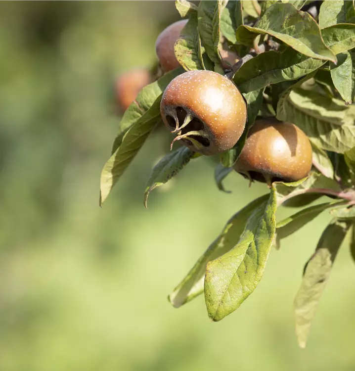 Mespilus germanica