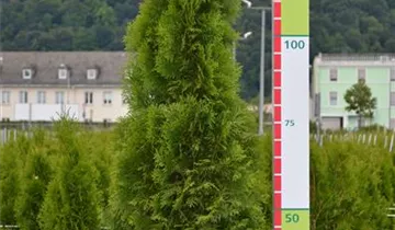 Zum Vergrößern klicken Bildvorschau