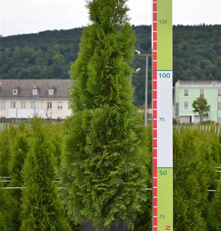 Thuja occ. 'Smaragd' Thuja occ. 'Smaragd'