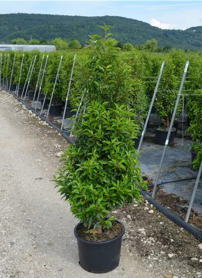 Portug. Lorbeerkirsche  Portug. Lorbeerkirsche