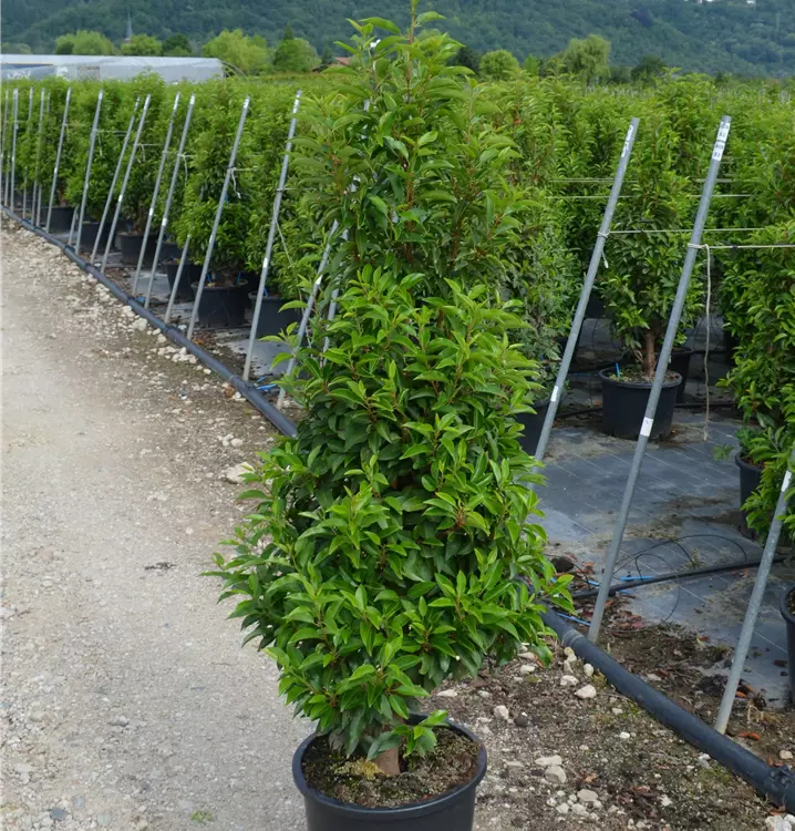 Prunus lusit. 'Angustifolia'